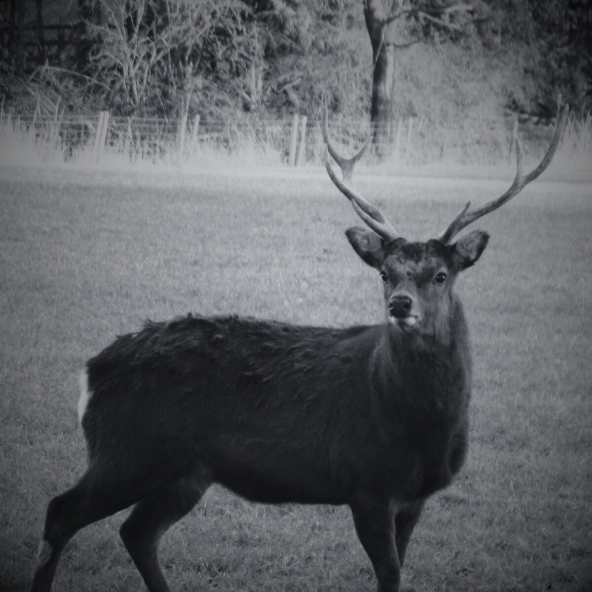 Sika deer in UK wild grasslands, known as the 'Grey Ghost' for its elusive nature—highly prized for ethical wild venison harvesting